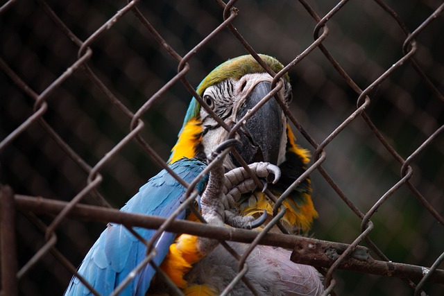 Free download bird parrot ornithology cage zoo free picture to be edited with GIMP free online image editor