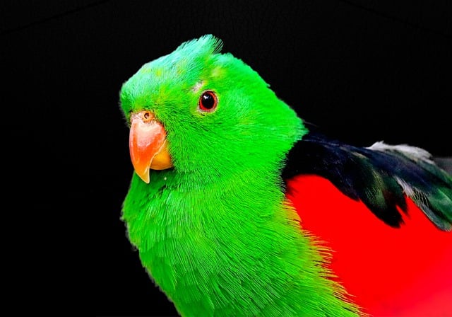 Free download Bird Parrot Parakeet -  free photo or picture to be edited with GIMP online image editor