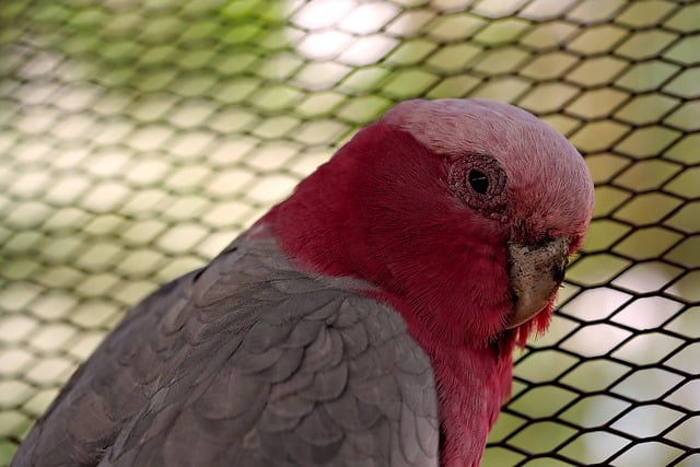 Téléchargement gratuit oiseau perroquet perroquet rose faune image gratuite à éditer avec l'éditeur d'images en ligne gratuit GIMP