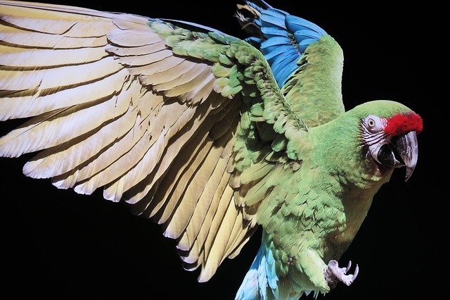 Free download Bird Parrot Plumage -  free photo or picture to be edited with GIMP online image editor