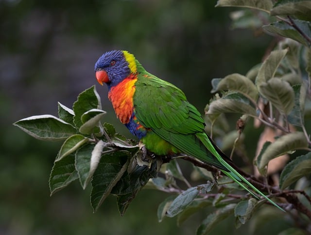 Free download bird parrot rainbow lorikeet free picture to be edited with GIMP free online image editor