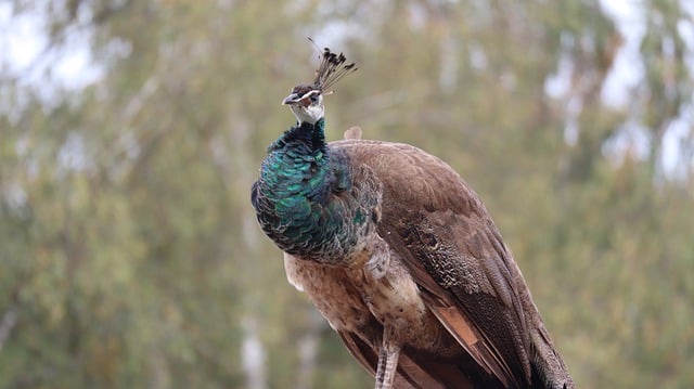 Free download bird peacock animal nature free picture to be edited with GIMP free online image editor