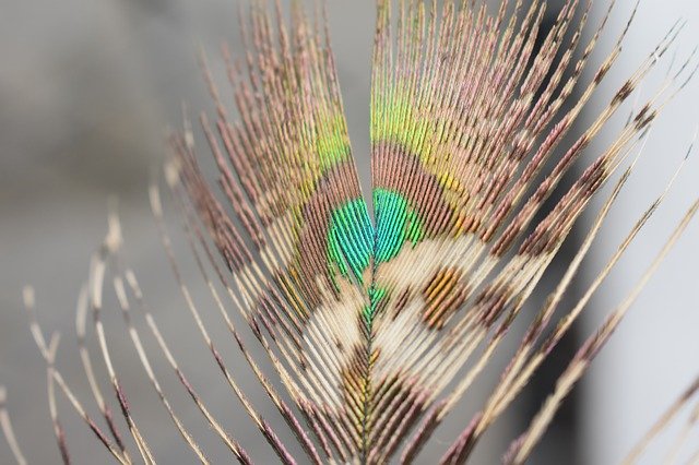 Free download Bird Peacock Feather -  free photo or picture to be edited with GIMP online image editor