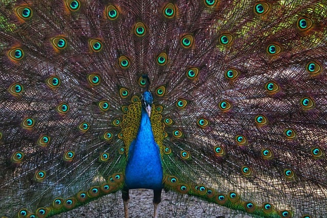 Free download bird peacock feathers free picture to be edited with GIMP free online image editor