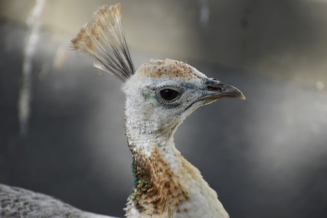 Free download bird peacock feathers beak crown free picture to be edited with GIMP free online image editor