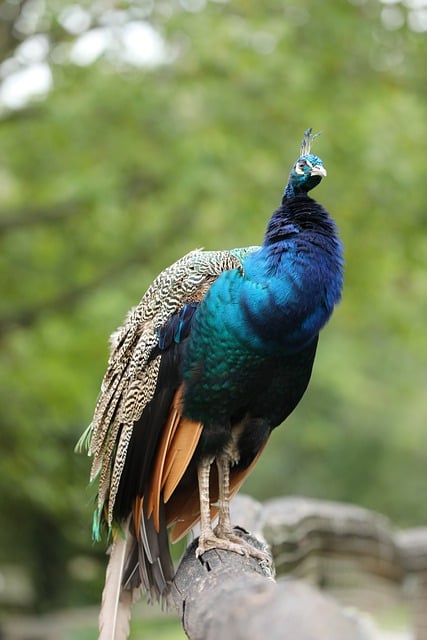 Free download bird peacock ornamental bird free picture to be edited with GIMP free online image editor