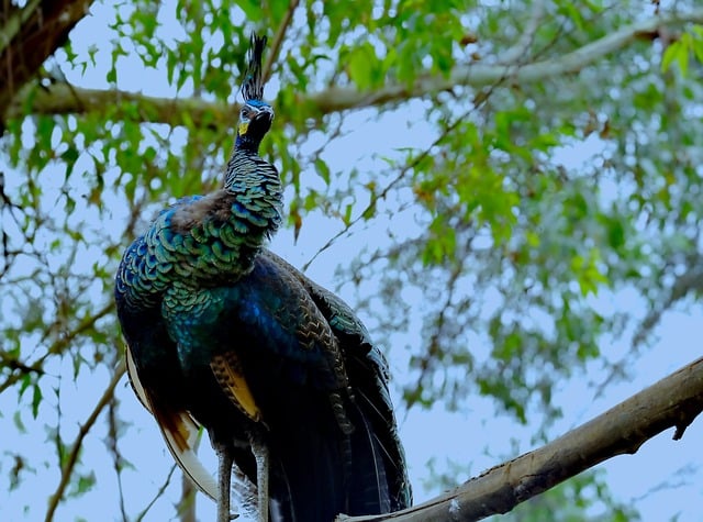 Free download bird peacock ornithology species free picture to be edited with GIMP free online image editor