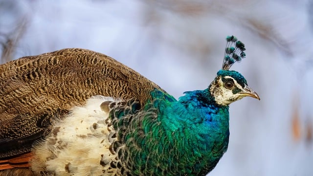 Free download bird peacock plumage multicoloured free picture to be edited with GIMP free online image editor