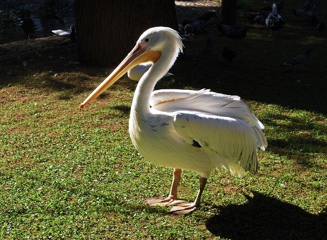 Bezpłatne pobieranie Ptak Pelikan Zwierzęta Pierzaste - bezpłatne zdjęcie lub obraz do edycji za pomocą internetowego edytora obrazów GIMP