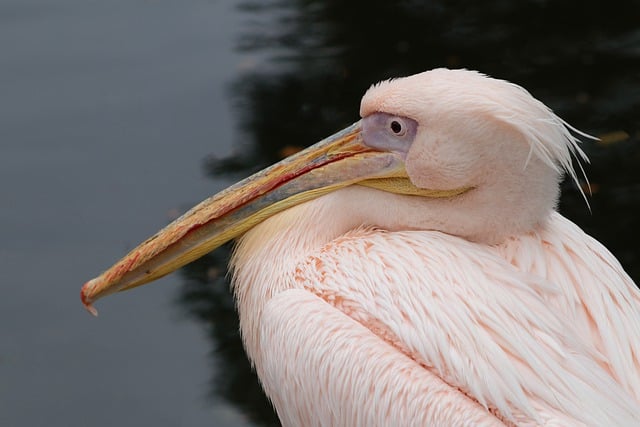 Free download bird pelican beak feathers free picture to be edited with GIMP free online image editor