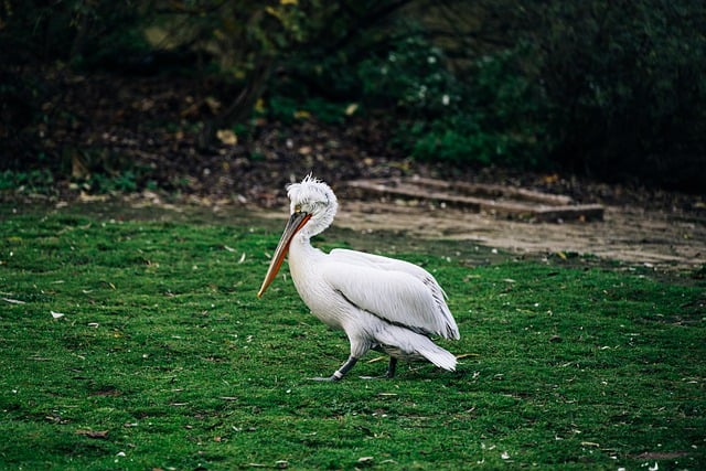 Free download bird pelican dalmatian pelican free picture to be edited with GIMP free online image editor