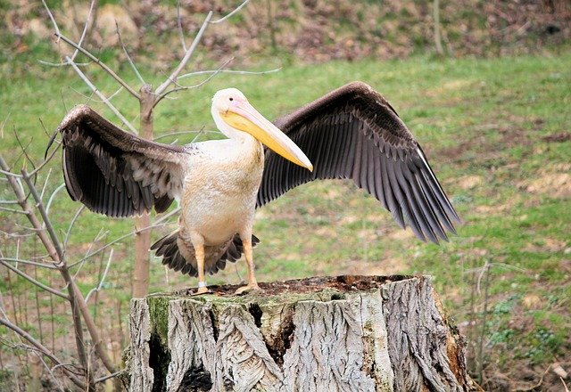 Download gratuito Bird Pelican Feather - foto o immagine gratuita da modificare con l'editor di immagini online di GIMP