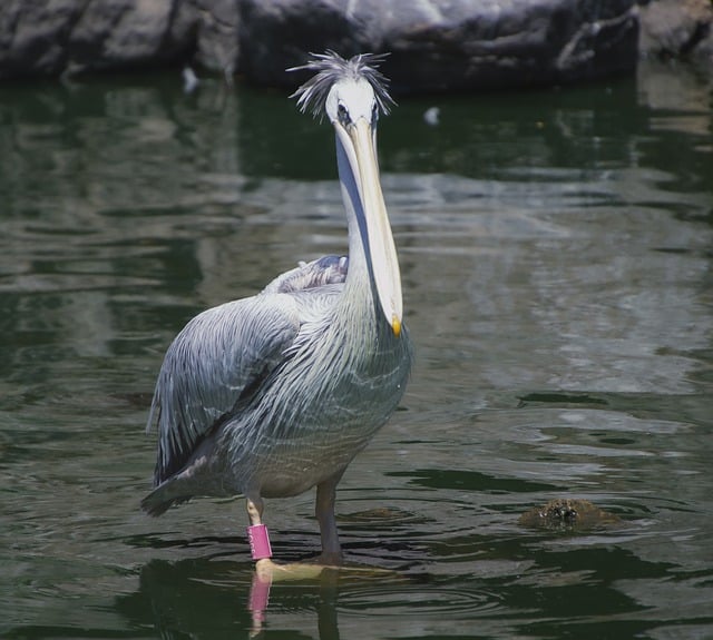 Free download bird pelican lake ornithology free picture to be edited with GIMP free online image editor
