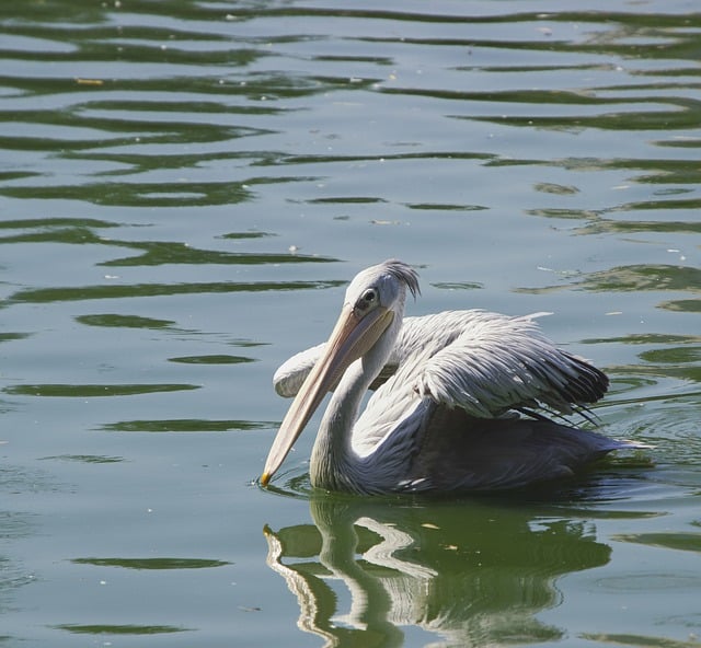 Free download bird pelican lake pond ornithology free picture to be edited with GIMP free online image editor
