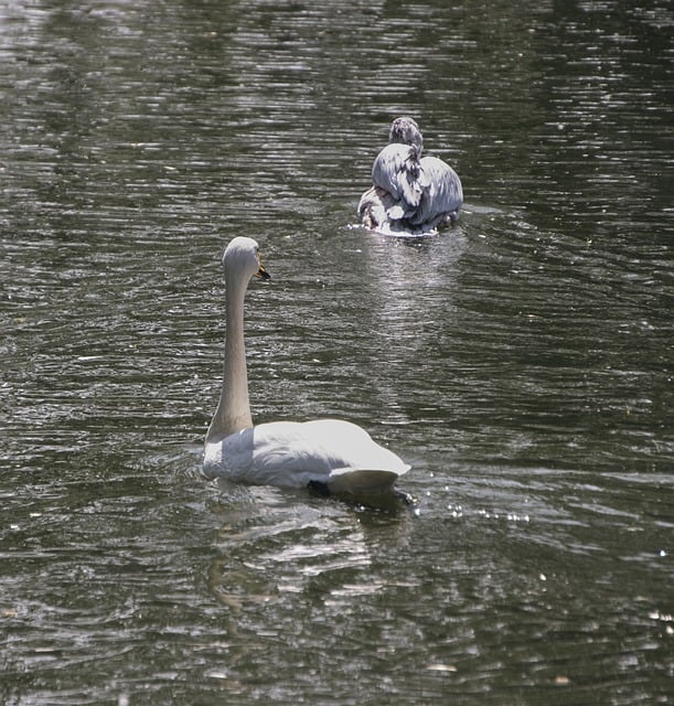 Free download bird pelican swan wading chasing free picture to be edited with GIMP free online image editor