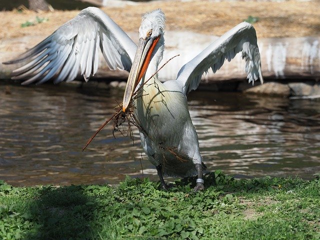 Free download Bird Pelican Whites -  free photo or picture to be edited with GIMP online image editor