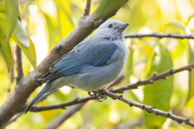Free download bird pens yard ornithology tanager free picture to be edited with GIMP free online image editor