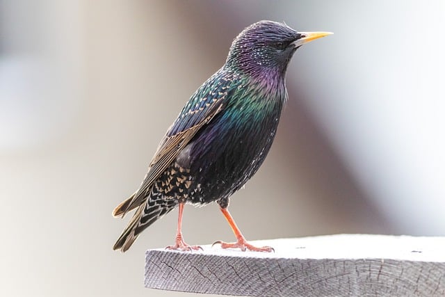 Free download bird perched animal feathers free picture to be edited with GIMP free online image editor
