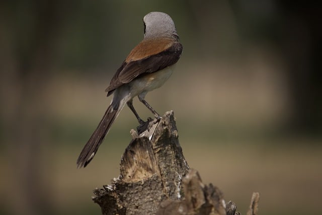 Free download bird perched beak feathers plumage free picture to be edited with GIMP free online image editor
