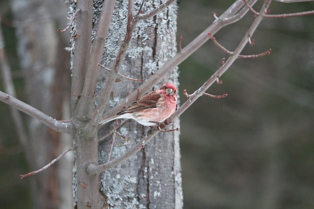 Free download bird perched on a tree winter snow free picture to be edited with GIMP free online image editor