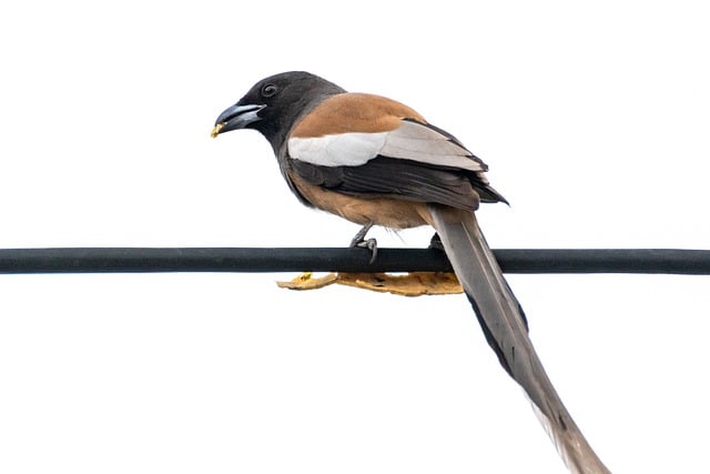 Free download bird perched rufous treepie treepie free picture to be edited with GIMP free online image editor