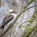 Bird perches on tree branch  screen for extension Chrome web store in OffiDocs Chromium