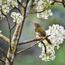Bird perches on white flower branch  screen for extension Chrome web store in OffiDocs Chromium