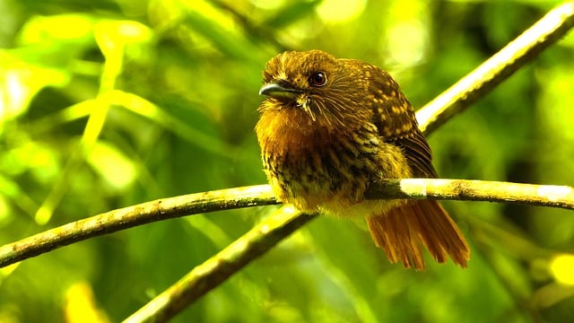Descărcare gratuită pasăre biban copac pădure cioc poza gratuită pentru a fi editată cu editorul de imagini online gratuit GIMP