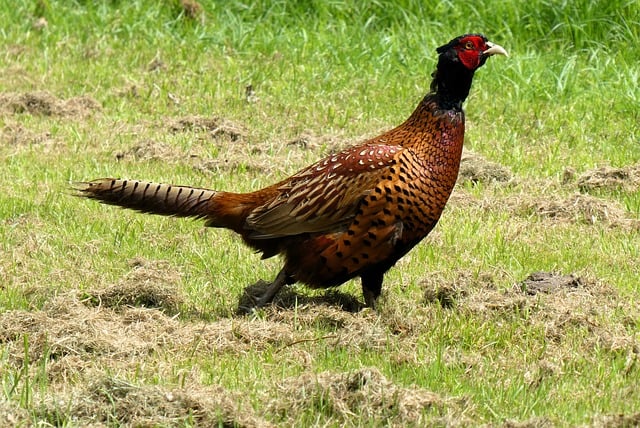 Free download bird pheasant male polder free picture to be edited with GIMP free online image editor