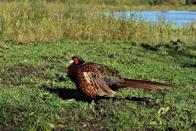 Free download Bird Pheasant Plumage -  free free photo or picture to be edited with GIMP online image editor