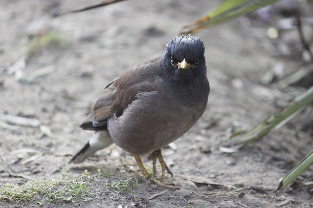 Kostenloser Download Bird Photography Outdoor Nature - kostenloses Foto oder Bild zur Bearbeitung mit GIMP Online-Bildbearbeitung