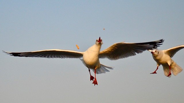 Free download Bird Photography Wildlife -  free photo or picture to be edited with GIMP online image editor