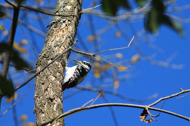 Free download Bird Pic-Bois Tree -  free photo or picture to be edited with GIMP online image editor