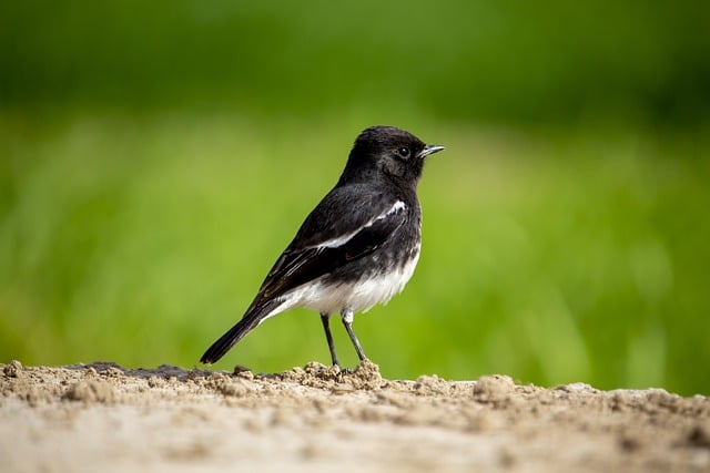 Free download bird piedbushchat male nature free picture to be edited with GIMP free online image editor