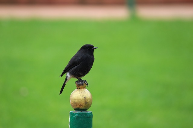 Free download bird pied bush chat nature animal free picture to be edited with GIMP free online image editor