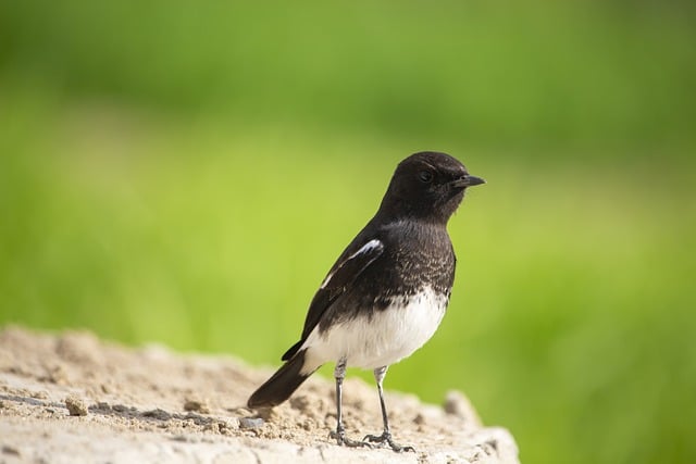 Free download bird pied bush chat ornithology free picture to be edited with GIMP free online image editor
