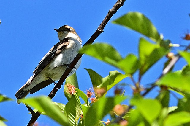 Free download bird pied flycatcher nest building free picture to be edited with GIMP free online image editor