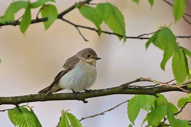 Free download bird pied flycatcher ornithology free picture to be edited with GIMP free online image editor