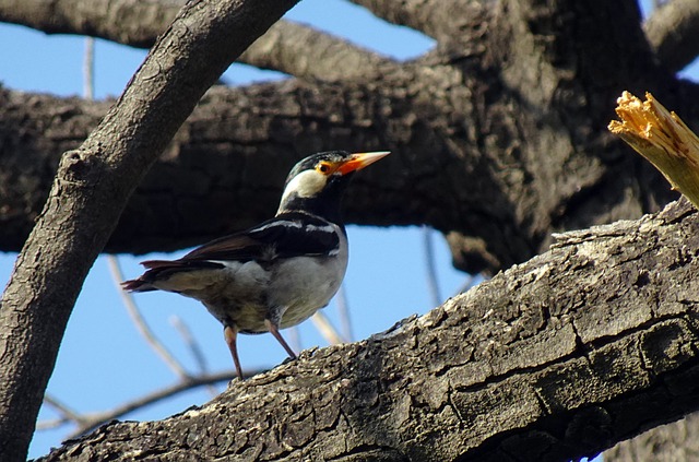 Free download bird pied myna starling free picture to be edited with GIMP free online image editor