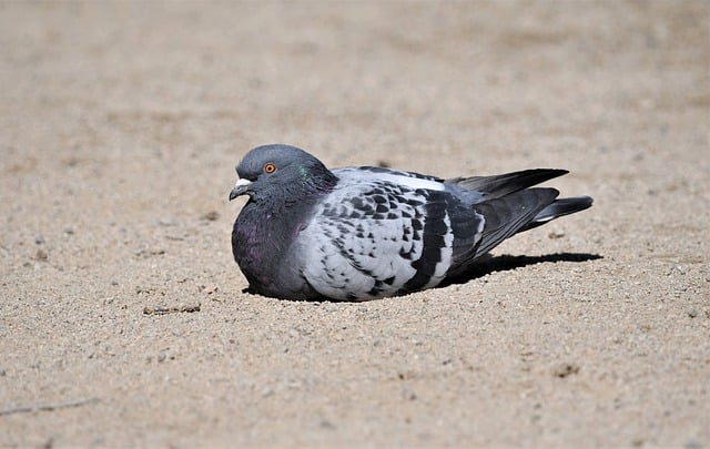 Free download bird pigeon columbidea sand free picture to be edited with GIMP free online image editor