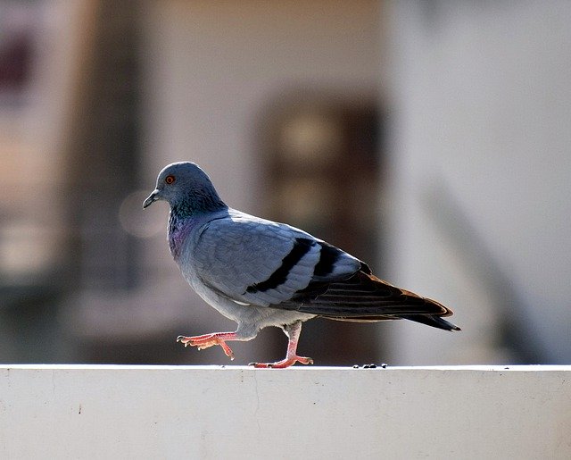 Template Photo Bird Pigeon Dove -  for OffiDocs