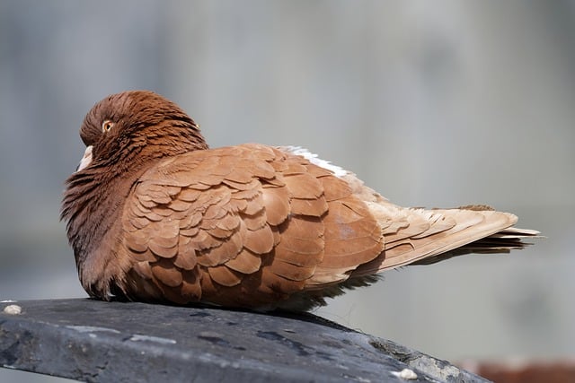 Free download bird pigeon dove feathers beak free picture to be edited with GIMP free online image editor