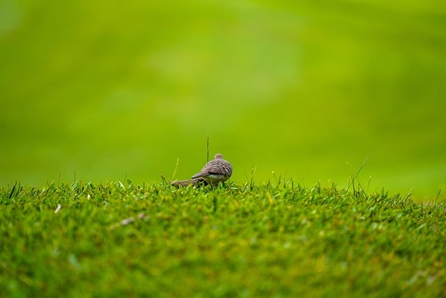 Free download bird pigeon dove grass golf court free picture to be edited with GIMP free online image editor
