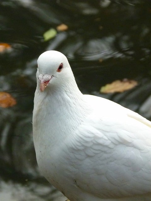 دانلود رایگان عکس حوض منقاری پر کبوتر پرنده برای ویرایش با ویرایشگر تصویر آنلاین رایگان GIMP