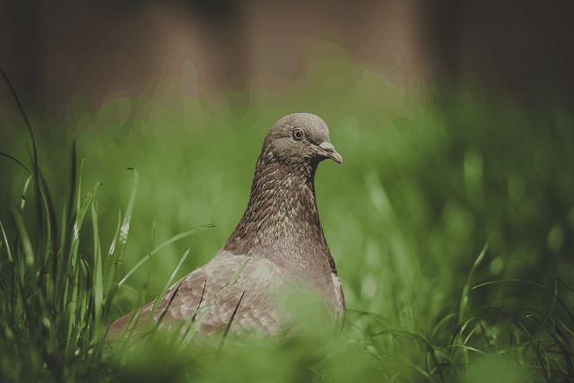 Free download bird pigeon grass spring nature free picture to be edited with GIMP free online image editor