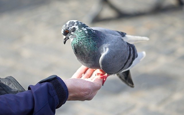 Free download Bird Pigeon Hand -  free photo or picture to be edited with GIMP online image editor