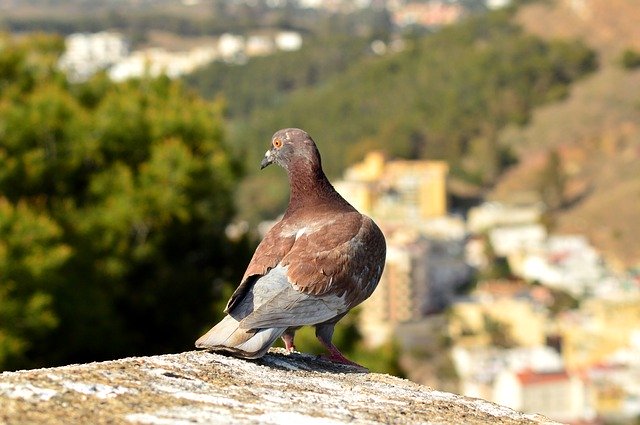Unduh gratis Bird Pigeon Nature - foto atau gambar gratis untuk diedit dengan editor gambar online GIMP