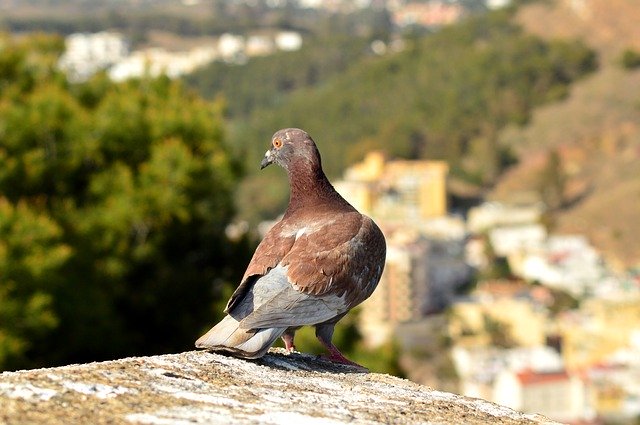 Free download Bird Pigeon Nature -  free photo or picture to be edited with GIMP online image editor