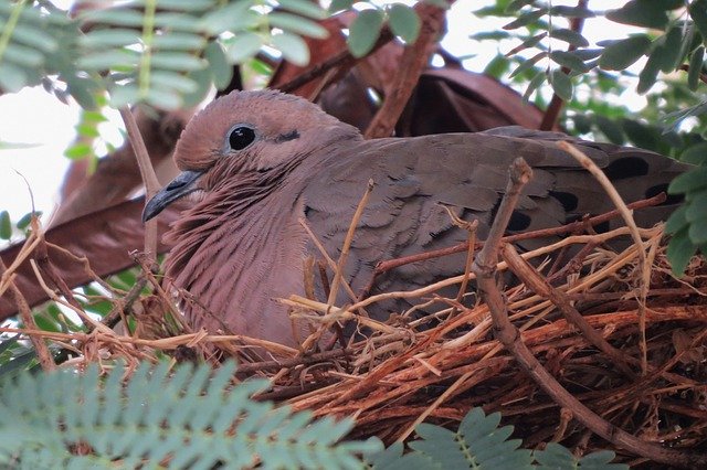 Free picture Bird Pigeon Nest -  to be edited by GIMP free image editor by OffiDocs