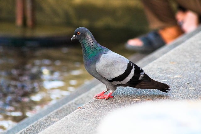 Free download bird pigeon park dove steps free picture to be edited with GIMP free online image editor